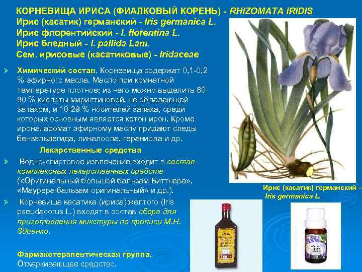 КОРНЕВИЩА ИРИСА (ФИАЛКОВЫЙ КОРЕНЬ) - RHIZOMATA IRIDIS Ирис (касатик) германский - Iris germanica L.