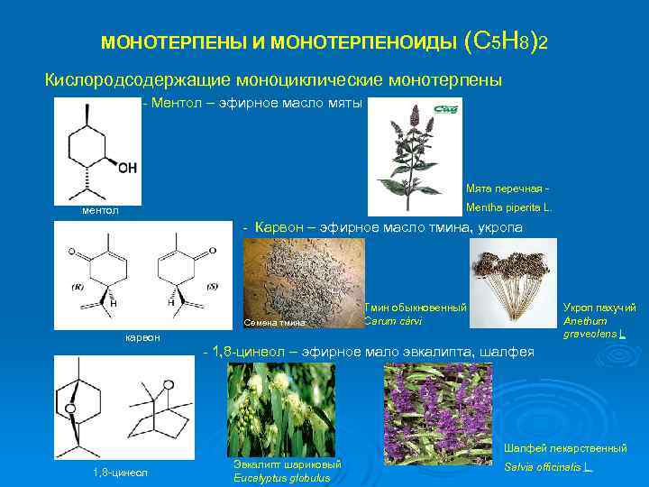 Эфирные масла презентация фармакогнозия