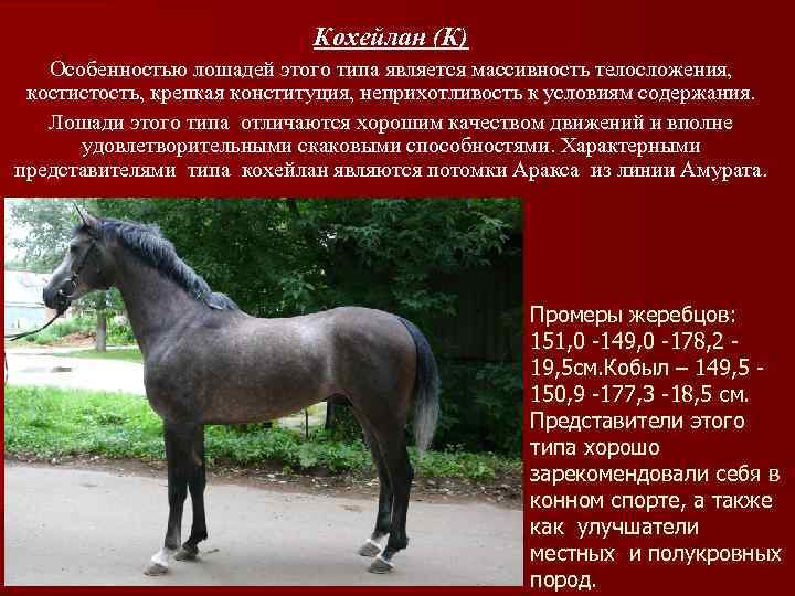 Кохейлан (К) Особенностью лошадей этого типа является массивность телосложения, костистость, крепкая конституция, неприхотливость к