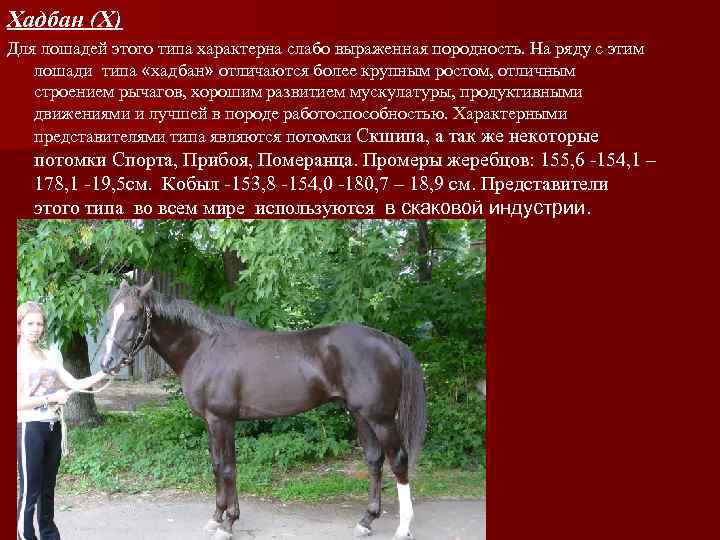Хадбан (Х) Для лошадей этого типа характерна слабо выраженная породность. На ряду с этим
