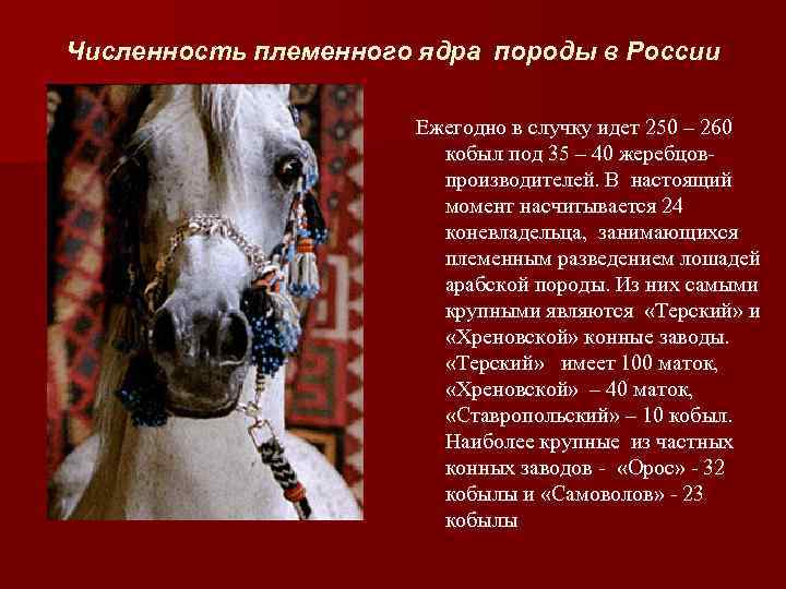 Численность племенного ядра породы в России Ежегодно в случку идет 250 – 260 кобыл