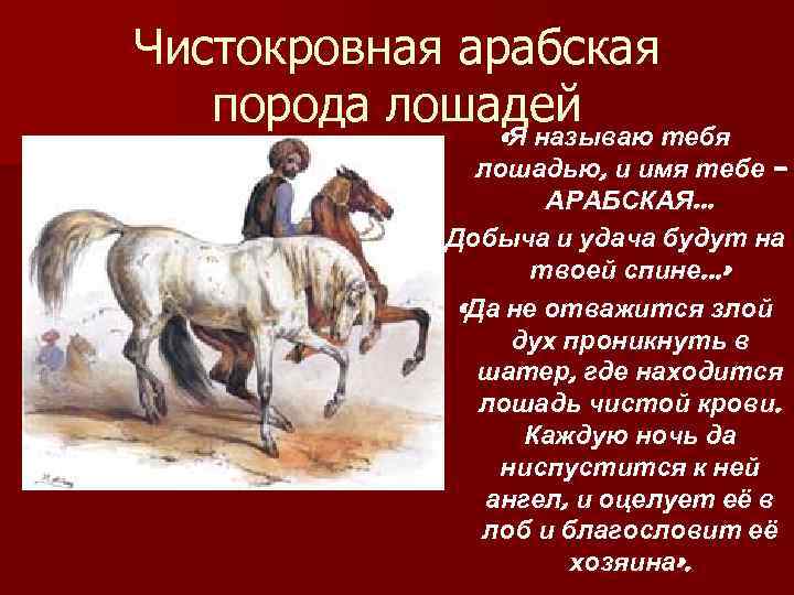 Какая кличка была у коня. Клички для лошадей на Руси. Кличка коня араб. Клички для коней породы арабов. Сочинение про лошадь.
