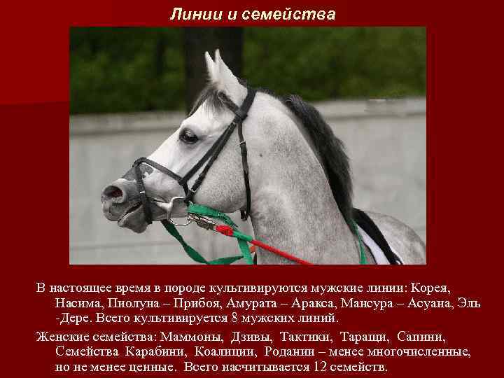 Линии и семейства В настоящее время в породе культивируются мужские линии: Корея, Насима, Пиолуна