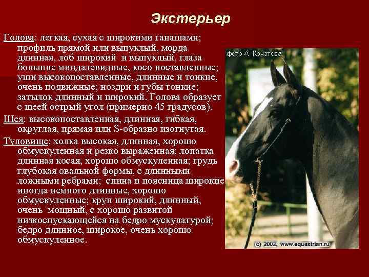 Экстерьер Голова: легкая, сухая с широкими ганашами; профиль прямой или выпуклый, морда длинная, лоб