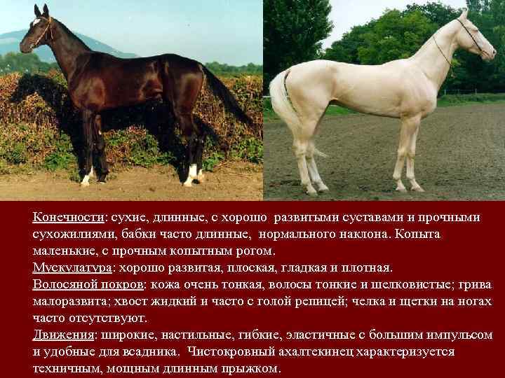 Конечности: сухие, длинные, с хорошо развитыми суставами и прочными сухожилиями, бабки часто длинные, нормального