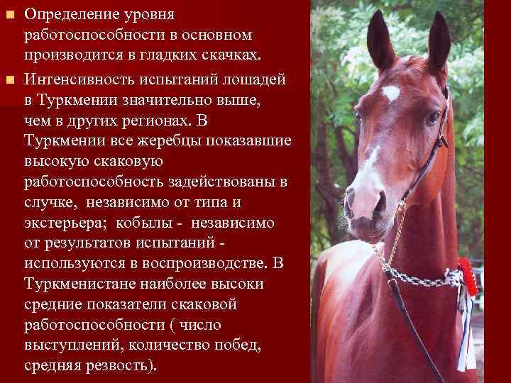 Определение уровня работоспособности в основном производится в гладких скачках. n Интенсивность испытаний лошадей в