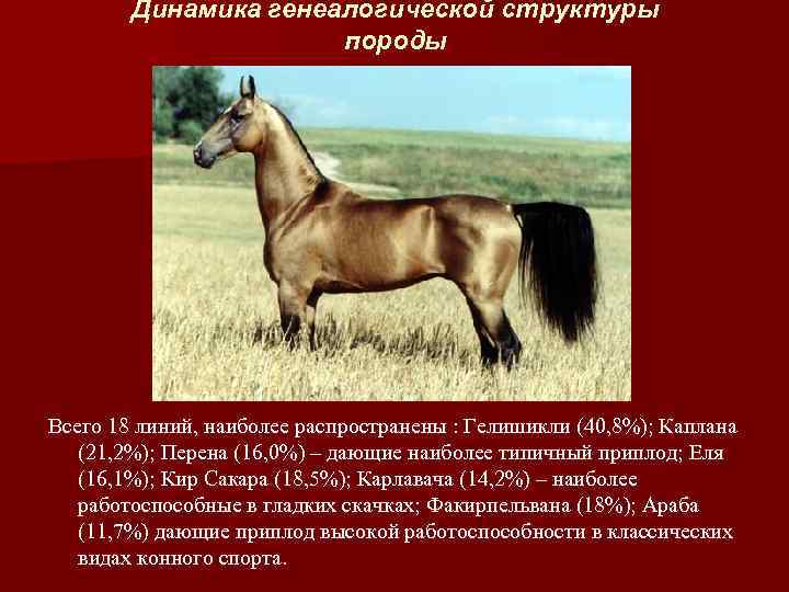 Динамика генеалогической структуры породы Всего 18 линий, наиболее распространены : Гелишикли (40, 8%); Каплана