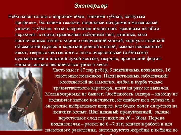 Экстерьер Небольшая голова с широким лбом, тонкими губами, вогнутым профилем, большими глазами, широкими ноздрями