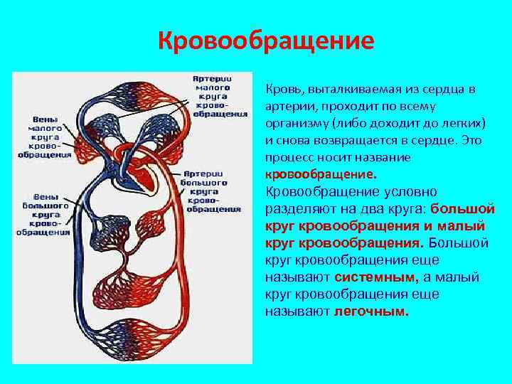 Кровообращение Кровь, выталкиваемая из сердца в артерии, проходит по всему организму (либо доходит до