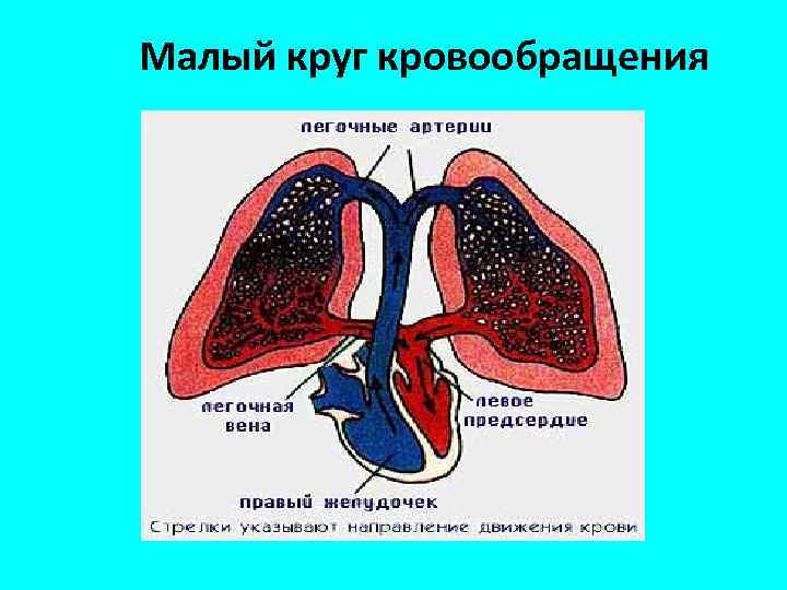 Малый круг кровообращения 