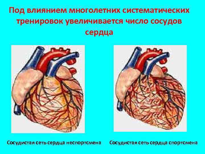 Под влиянием многолетних систематических тренировок увеличивается число сосудов сердца Сосудистая сеть сердца неспортсмена Сосудистая