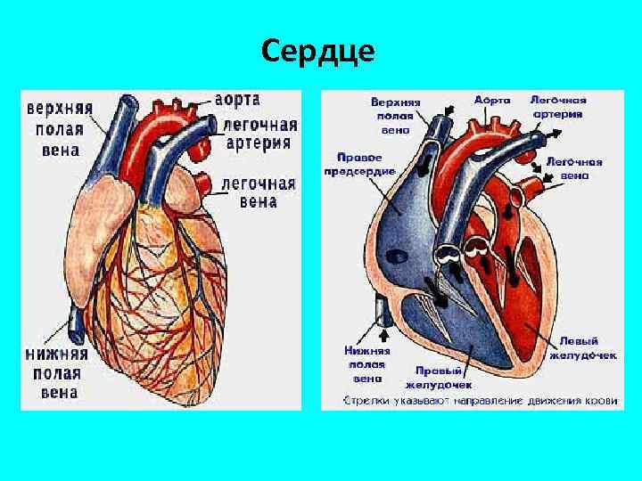 Сердце 