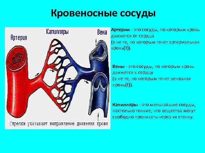 Кровеносные сосуды Артерии - это сосуды, по которым кровь движется от сердца (а не