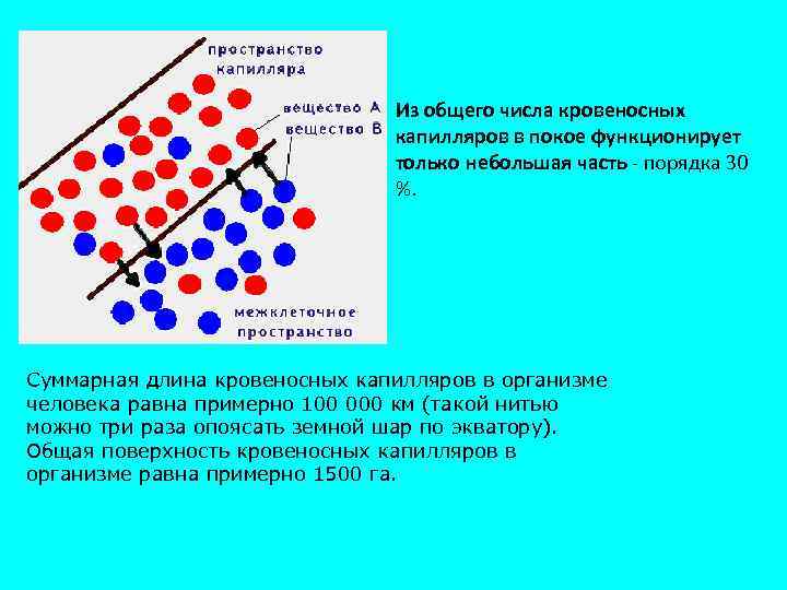 Из общего числа кровеносных капилляров в покое функционирует только небольшая часть - порядка 30