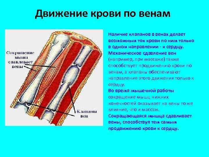 Движение крови по венам Наличие клапанов в венах делает возможным ток крови по ним