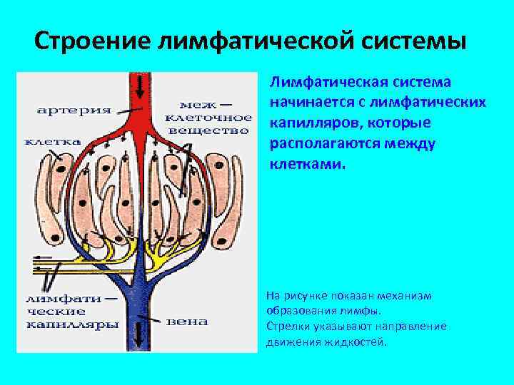 Строение лимфатической системы Лимфатическая система начинается с лимфатических капилляров, которые располагаются между клетками. На