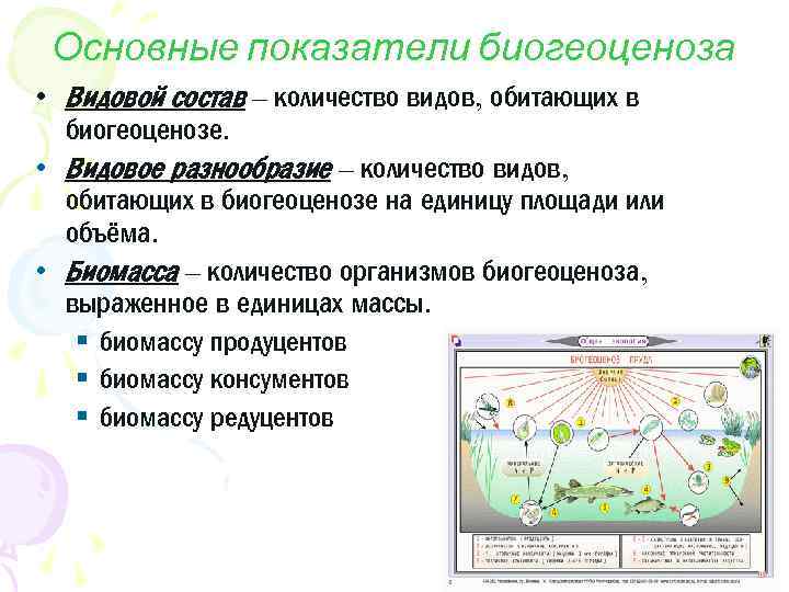 План характеристики биогеоценоза