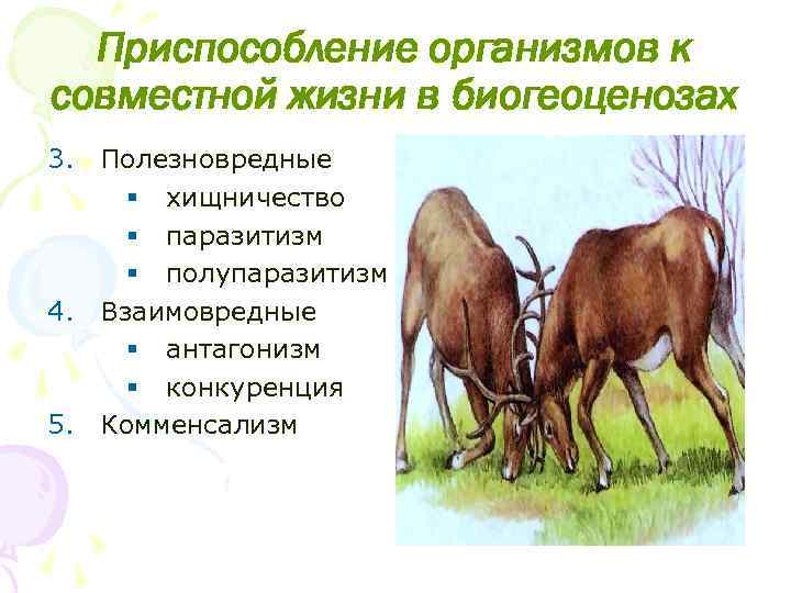 Приспособление организмов к совместной жизни в биогеоценозах 3. Полезновредные § хищничество § паразитизм §