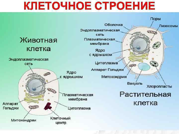 Организация строения клеток