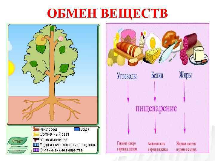 Биология обмен веществ главный признак жизни