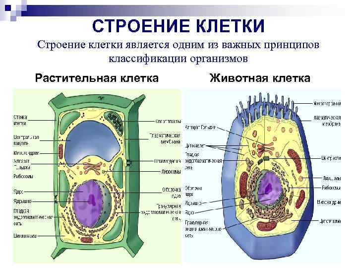 СТРОЕНИЕ КЛЕТКИ Строение клетки является одним из важных принципов классификации организмов Растительная клетка Животная