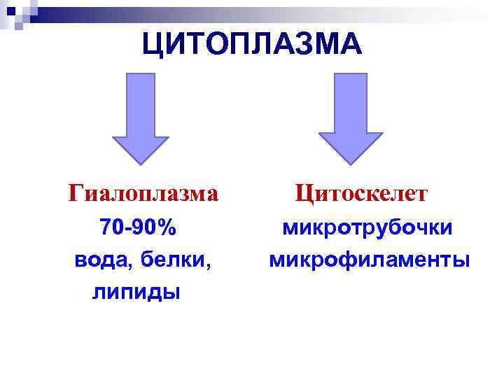 ЦИТОПЛАЗМА Гиалоплазма Цитоскелет 70 -90% микротрубочки вода, белки, микрофиламенты липиды 