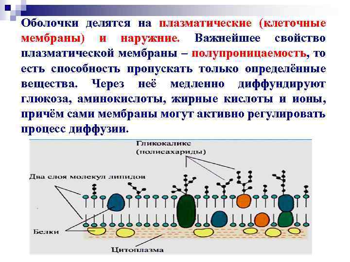 Оболочки делятся на плазматические (клеточные мембраны) и наружние. Важнейшее свойство плазматической мембраны – полупроницаемость,