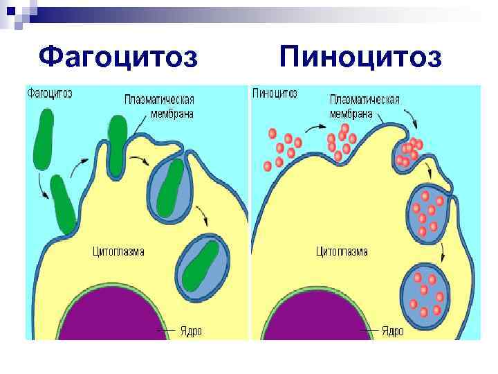 Фагоцитоз Пиноцитоз 