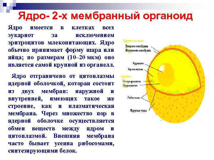 Ядро- 2 -х мембранный органоид Ядро имеется в клетках всех эукариот за исключением эритроцитов