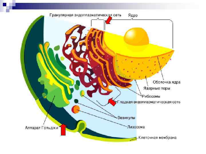 На рисунке изображена растительная клетка какую функцию выполняют органоиды клетки обозначенные а