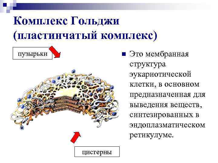 Комплекс Гольджи (пластинчатый комплекс) пузырьки n цистерны Это мембранная структура эукариотической клетки, в основном