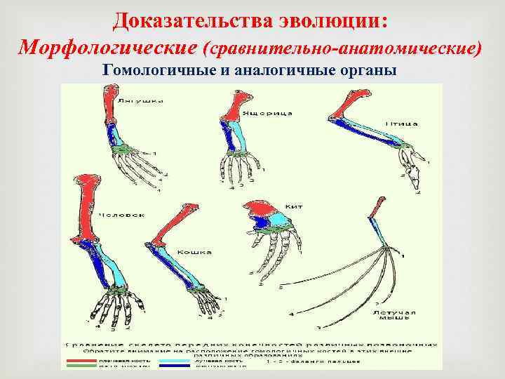 Доказательства эволюции: Морфологические (сравнительно-анатомические) Гомологичные и аналогичные органы 