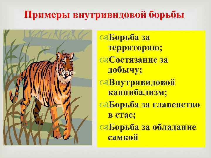 Примеры внутривидовой борьбы Борьба за территорию; Состязание за добычу; Внутривидовой каннибализм; Борьба за главенство