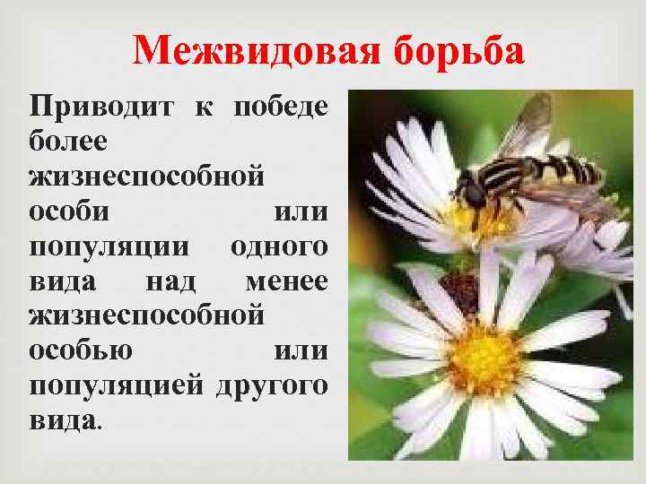 Межвидовая борьба Приводит к победе более жизнеспособной особи или популяции одного вида над менее