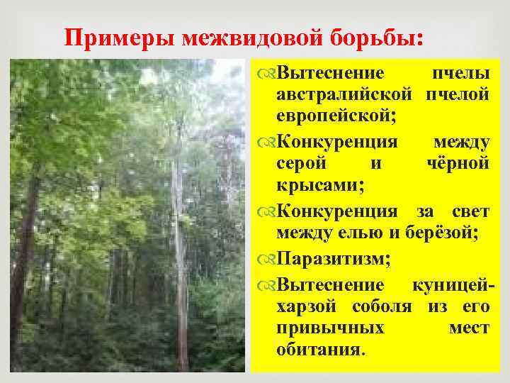 Примеры межвидовой борьбы: Вытеснение пчелы австралийской пчелой европейской; Конкуренция между серой и чёрной крысами;