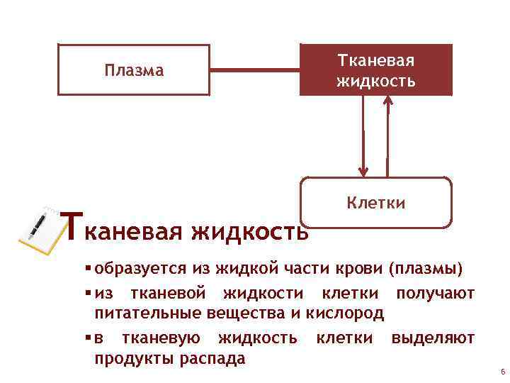Плазма Тканевая жидкость Клетки § образуется из жидкой части крови (плазмы) § из тканевой