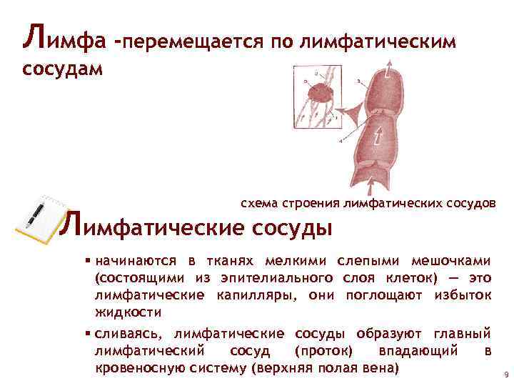 Лимфа -перемещается по лимфатическим сосудам схема строения лимфатических сосудов Лимфатические сосуды § начинаются в