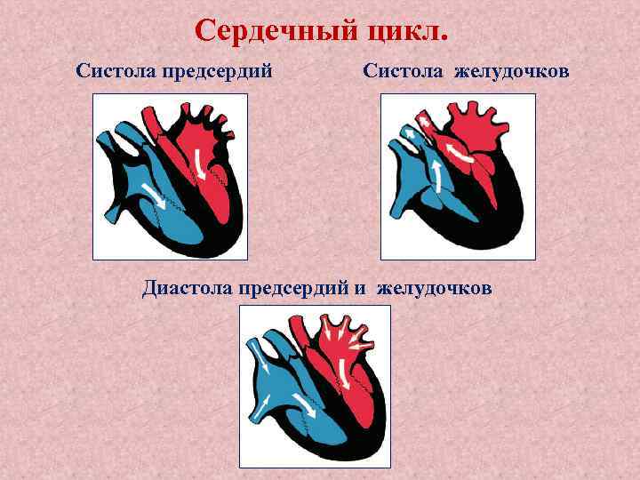 Сердечный цикл. Систола предсердий Систола желудочков Диастола предсердий и желудочков 
