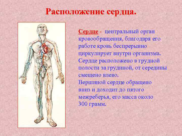 Расположение сердца. Сердце - центральный орган кровообращения, благодаря его работе кровь беспрерывно циркулирует внутри