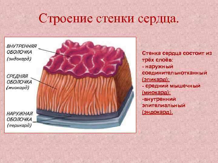 Строение стенки сердца. Стенка сердца состоит из трёх слоёв: - наружный соединительнотканный (эпикард); -