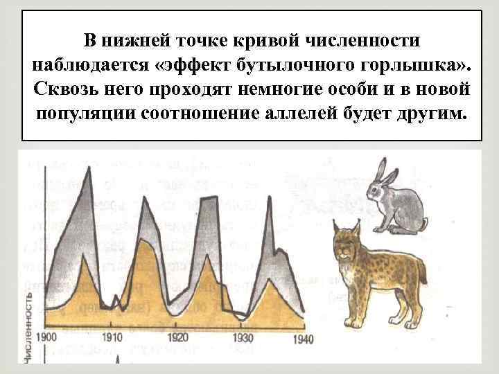 В нижней точке кривой численности наблюдается «эффект бутылочного горлышка» . Сквозь него проходят немногие