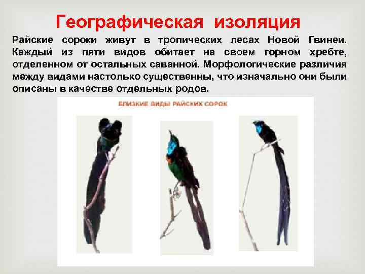 Географическая изоляция Райские сороки живут в тропических лесах Новой Гвинеи. Каждый из пяти видов