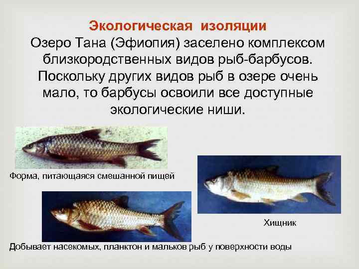 Экологическая изоляции Озеро Тана (Эфиопия) заселено комплексом близкородственных видов рыб-барбусов. Поскольку других видов рыб