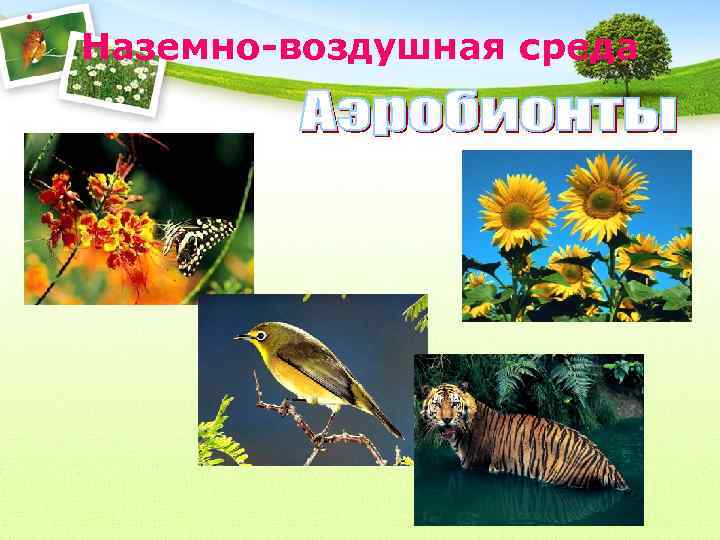 Наземно-воздушная среда 