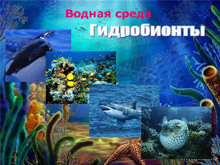 Водная среда 