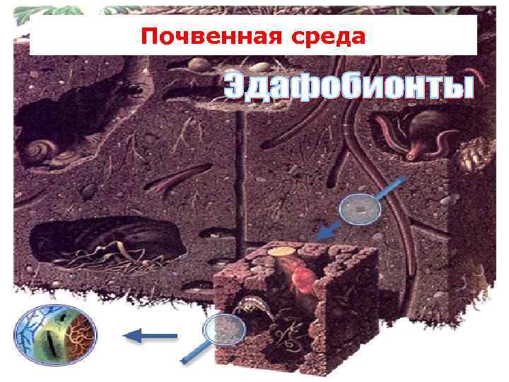 Почвенная среда 