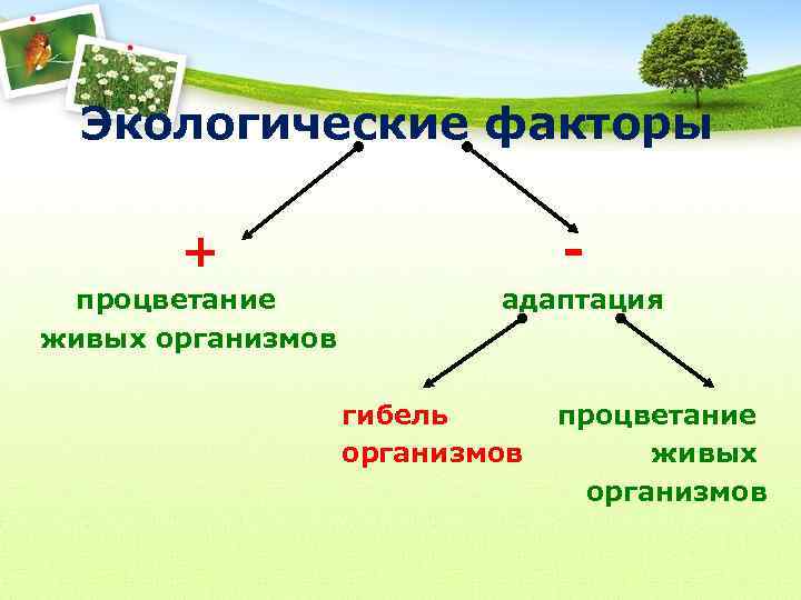 Экологические факторы + процветание живых организмов адаптация гибель организмов процветание живых организмов 