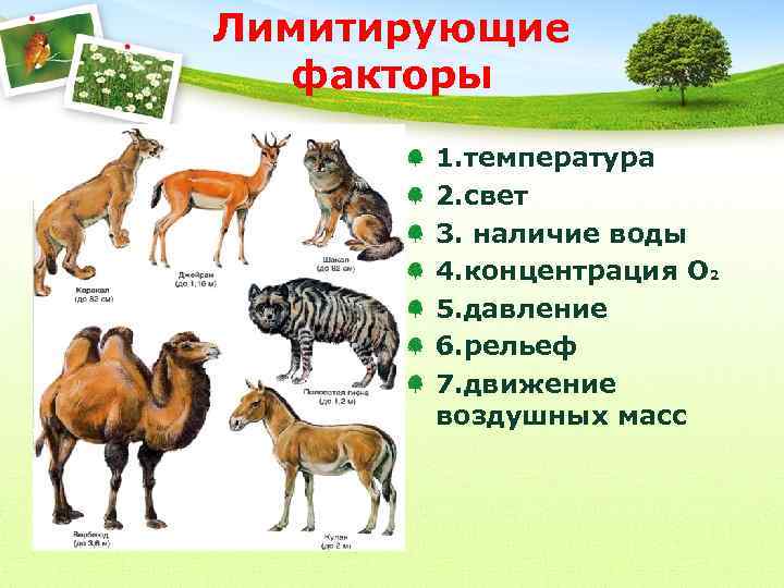 Лимитирующие факторы 1. температура 2. свет 3. наличие воды 4. концентрация О 2 5.