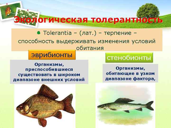 Экологическая толерантность Tolerantia – (лат. ) – терпение – способность выдерживать изменения условий обитания