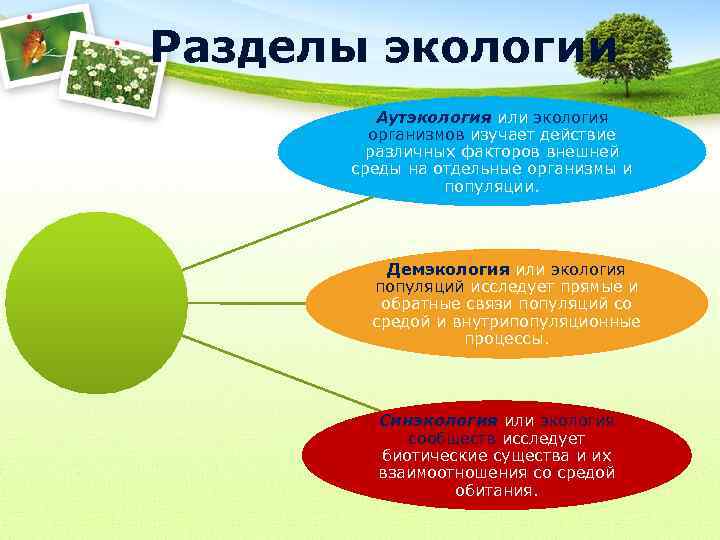 Разделы экологии Аутэкология или экология организмов изучает действие различных факторов внешней среды на отдельные